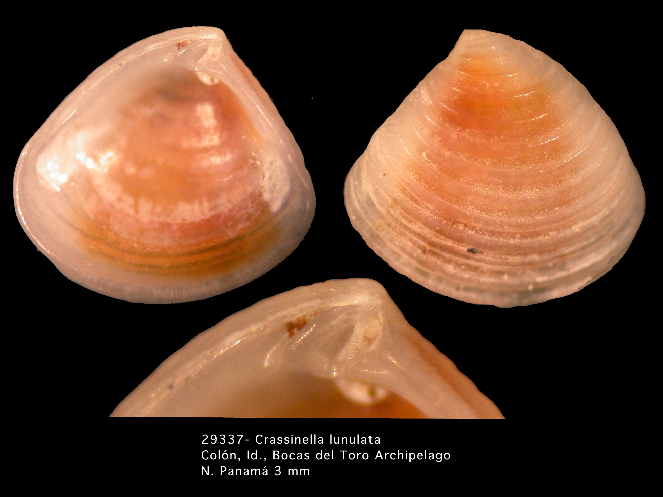 Представитель Семейства Crassatellidae
